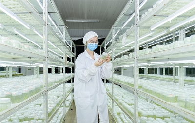 生物科技引領新農業變革 從基因編輯到智慧農場